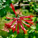 Trumpet honeysuckle vine
